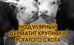 Осторожно! Нодулярный дерматит